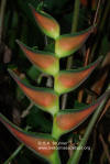 Heliconia orthotricha 'Bengal'